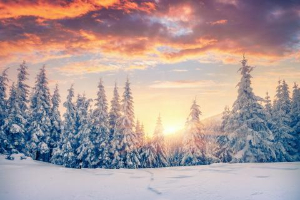 Whidden, Lori Maureen