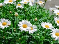 Helm, Lois Marie (nee McGregor)